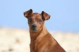 PINSCHER NAIN 065